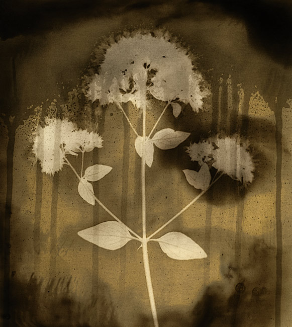Origan #4