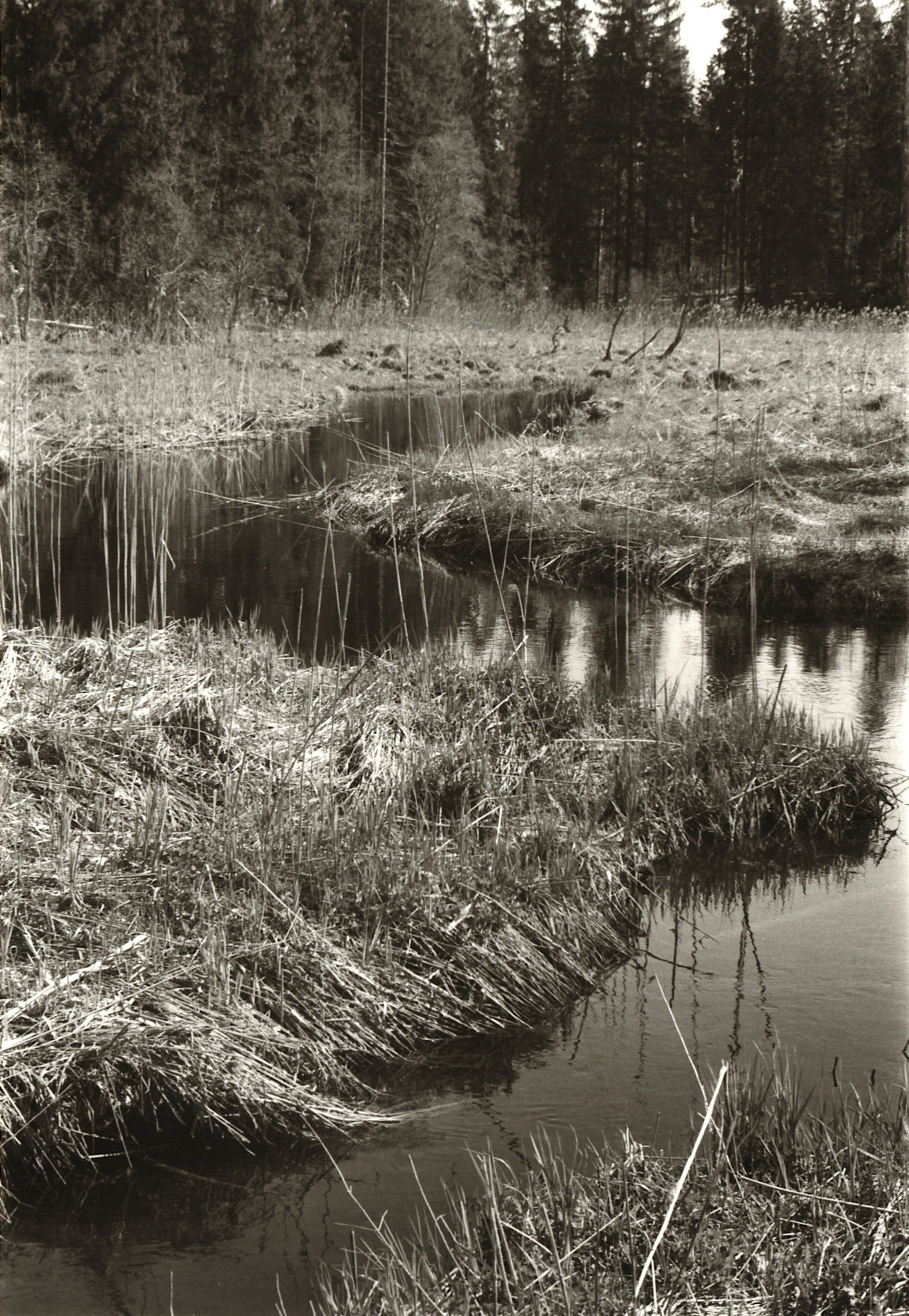 Orlovka river valley