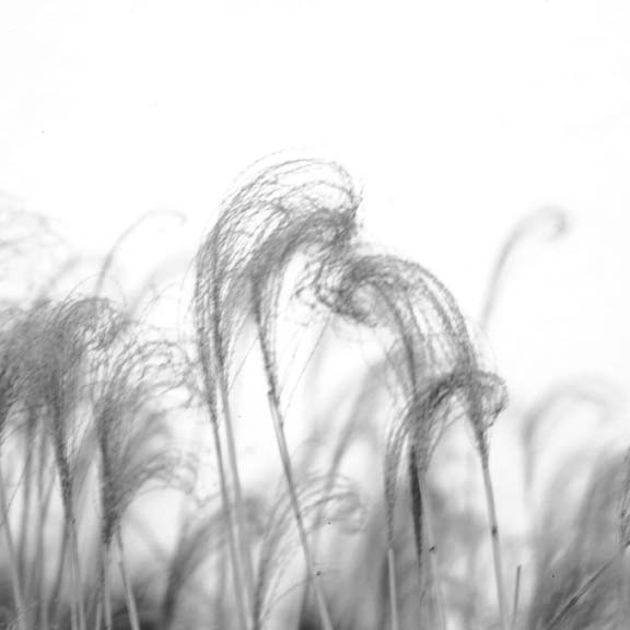 Ornamental Grass