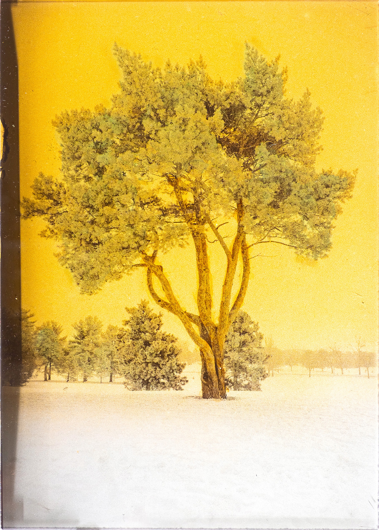 Orotone - Como Tree