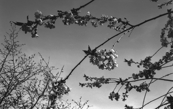 Ortho Blossom