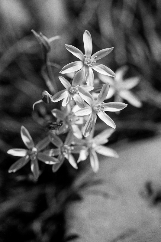 Orwo UN54 in Adox Adonal (Rodinal)