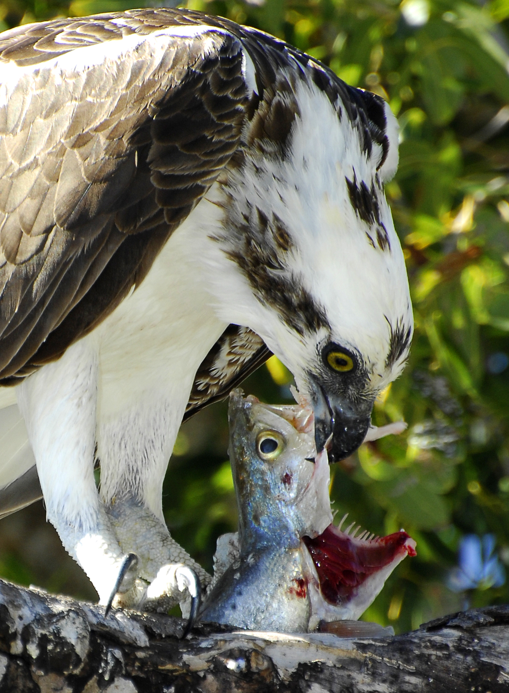 Osprey's Lunch