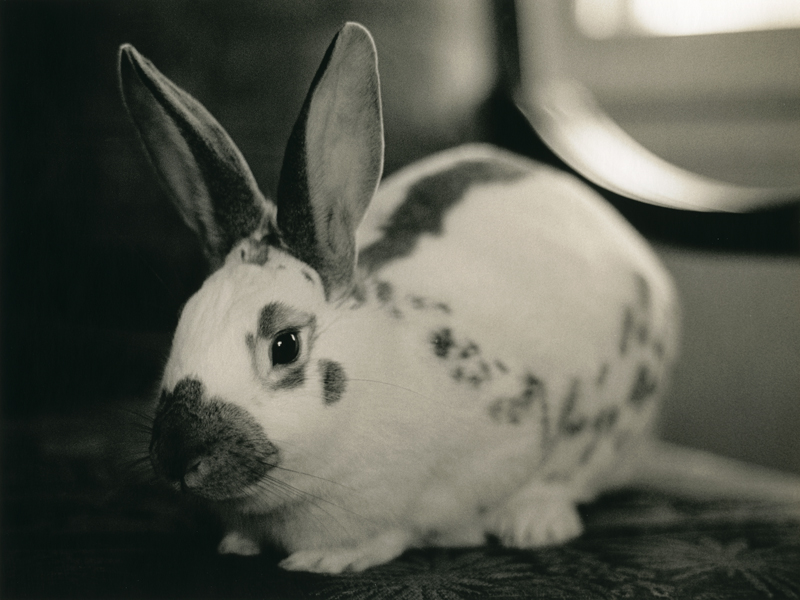 Otis - King of Rabbits