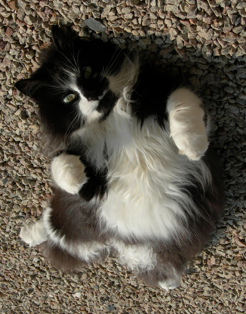 Our cat - Jess