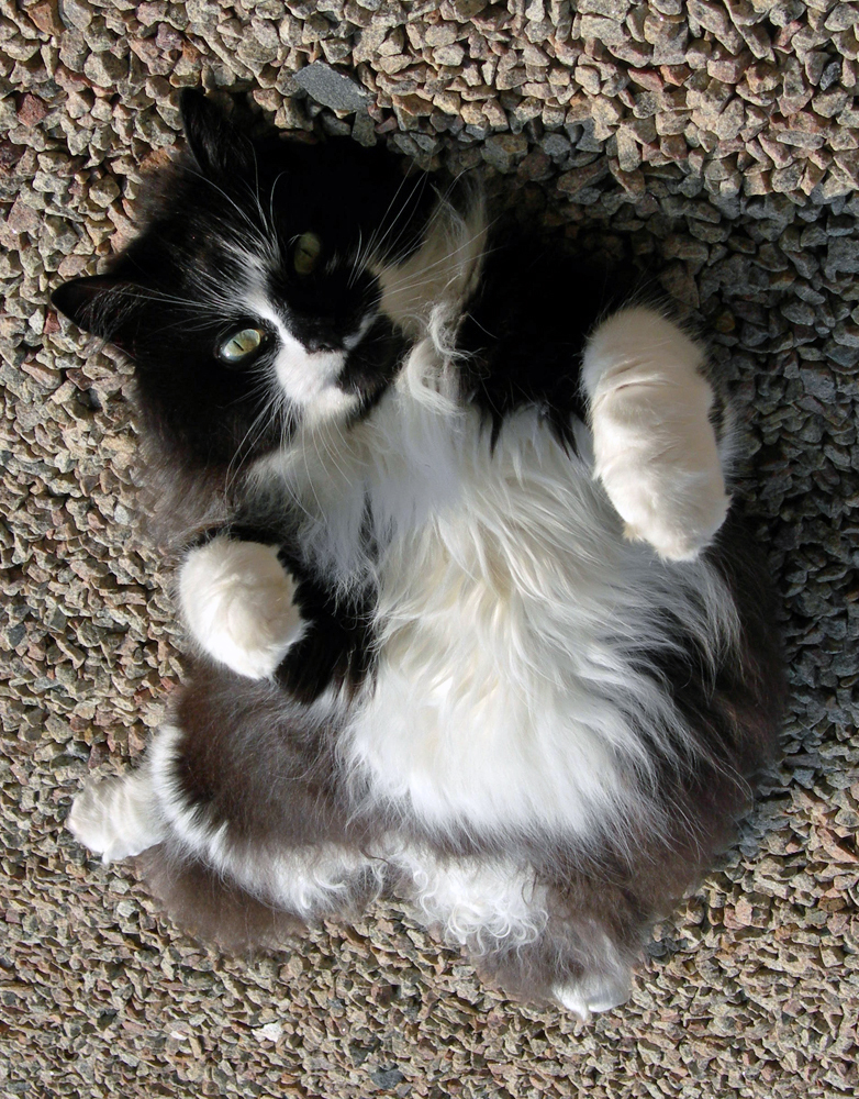 Our cat - Jess