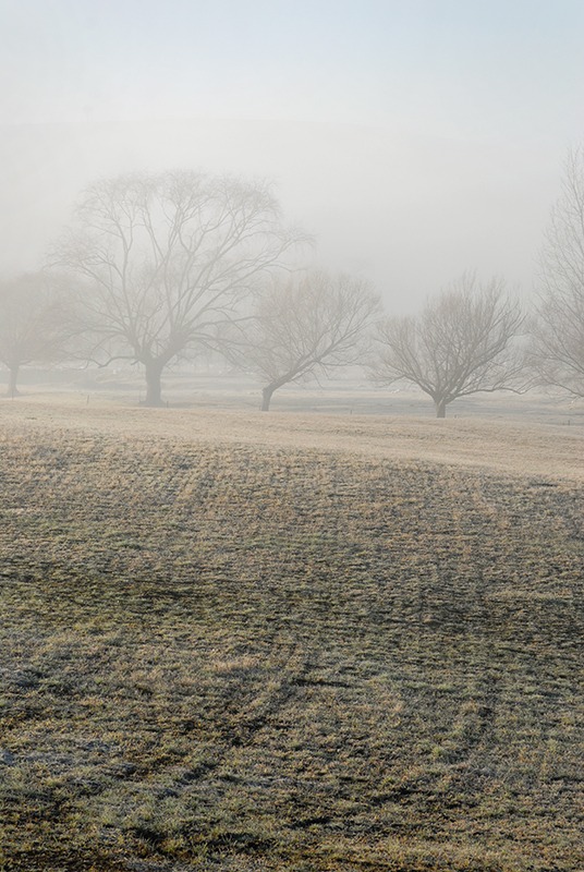 Out in the fog.