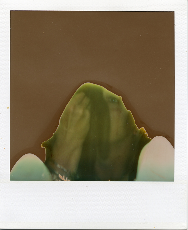 Out of Date Polaroid Weirdness
