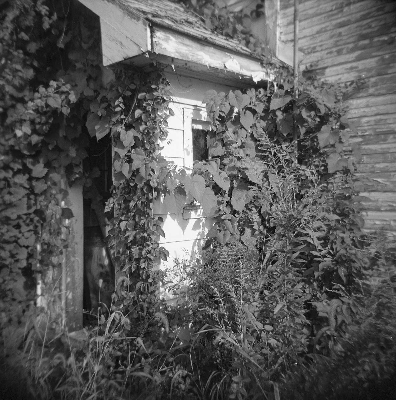 Overgrown.jpg