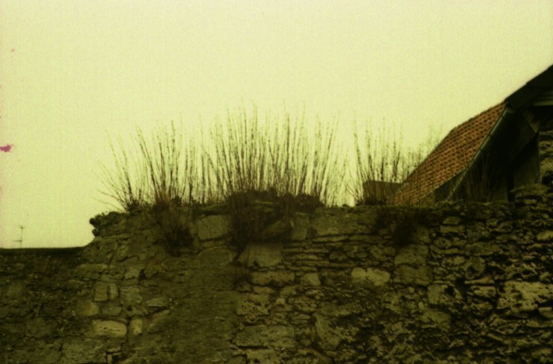 Overgrown wall