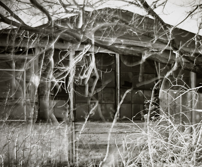 Overgrown Windows