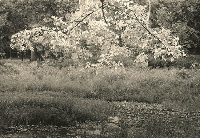 Overhanging Branch, Eagle Creek
