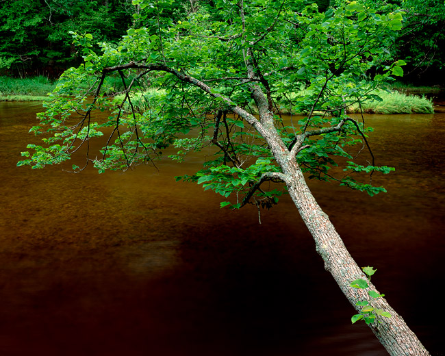 overhanging-tree-pm