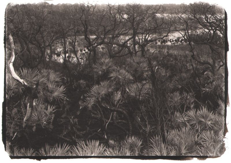 Overlooking Guana River - after a fire