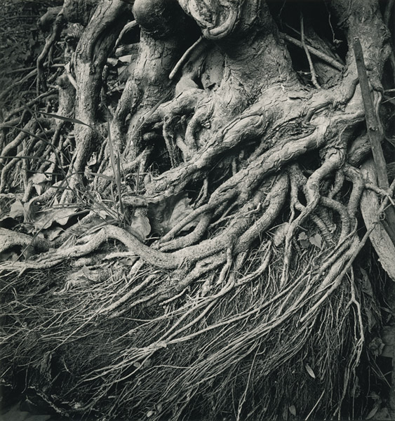 Overwhelming Embrace, Eagle Creek