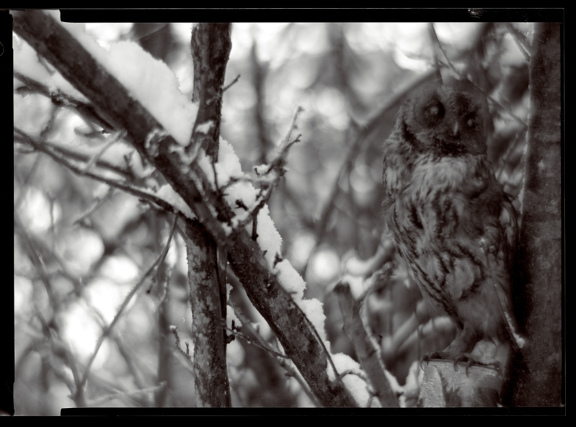 owl