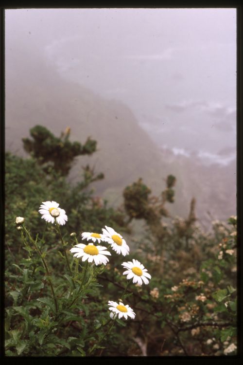 Oxeye Daisy