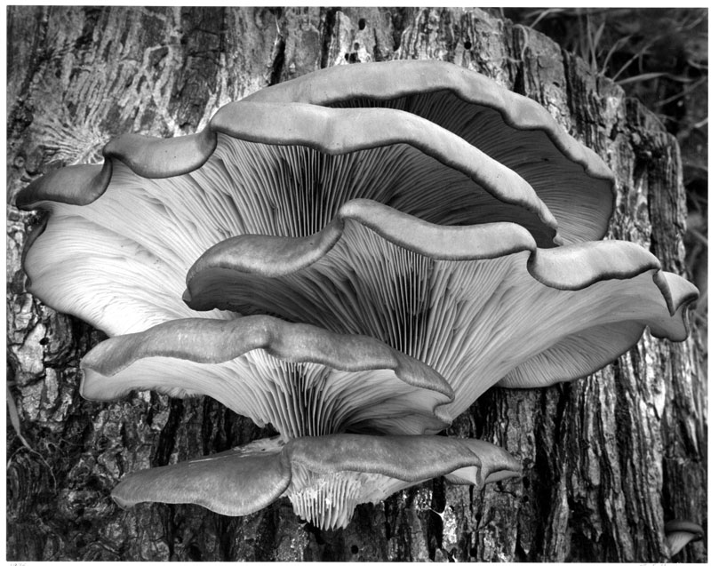 Oyster Fungus