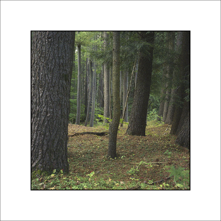 Pa Big Woods