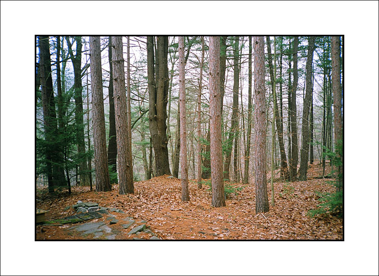 PA Forest