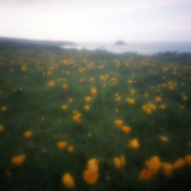 Pacific Valley Poppies