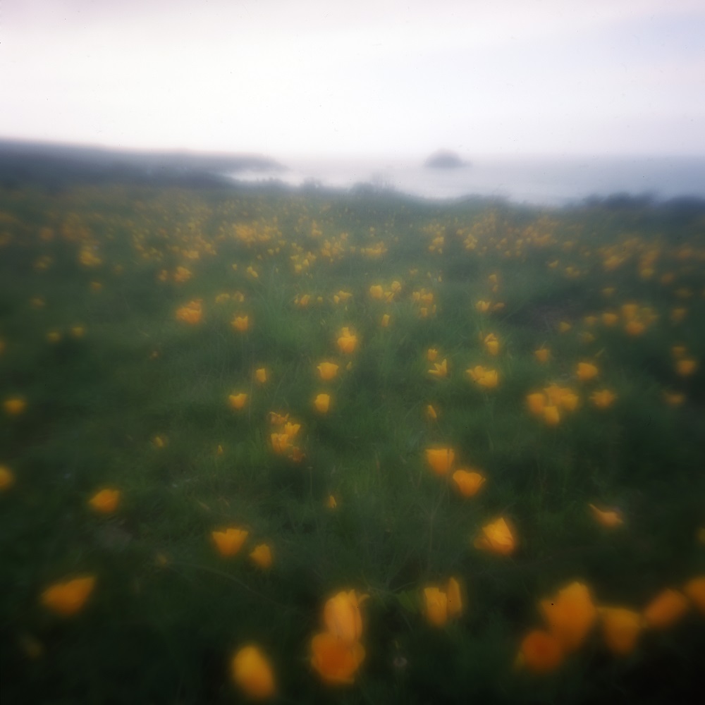 Pacific Valley Poppies