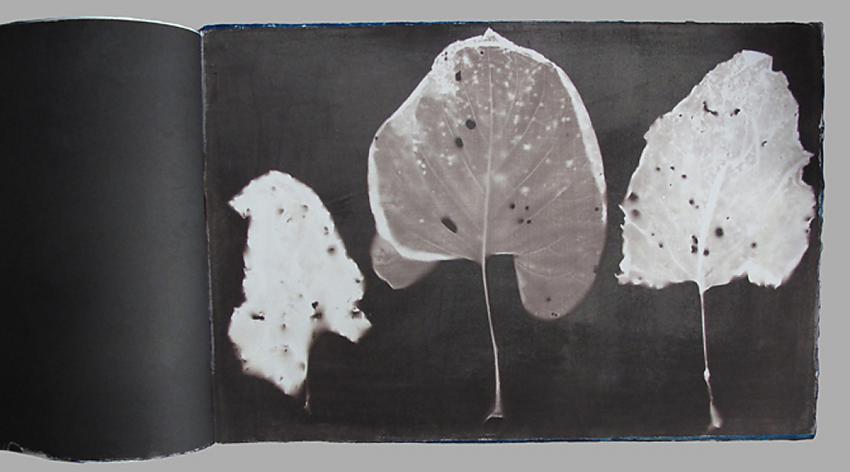 Page from "Disappearing Rain Forest"