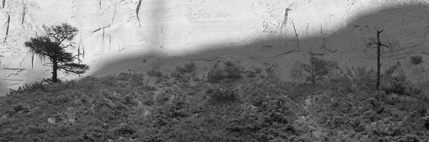 Palasade Shadow