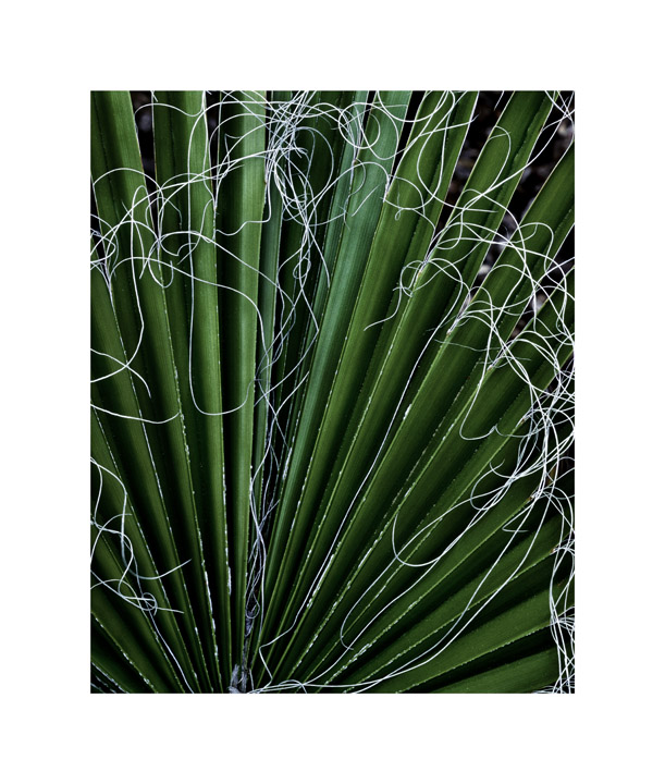 Palm and frongs 2