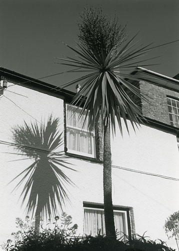 Palm and Shadow on House, Polruan