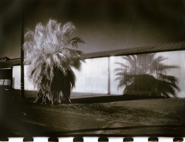Palm And Shadow
