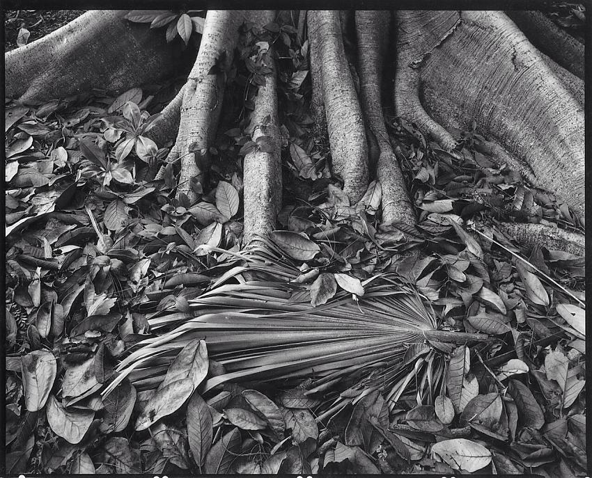 Palm frond, jungle floor