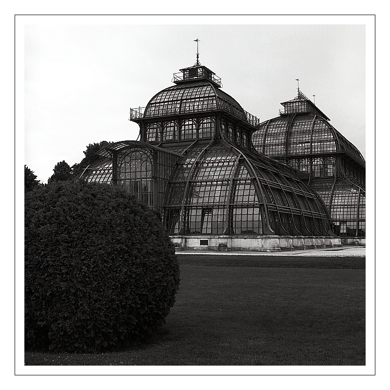 palm-house