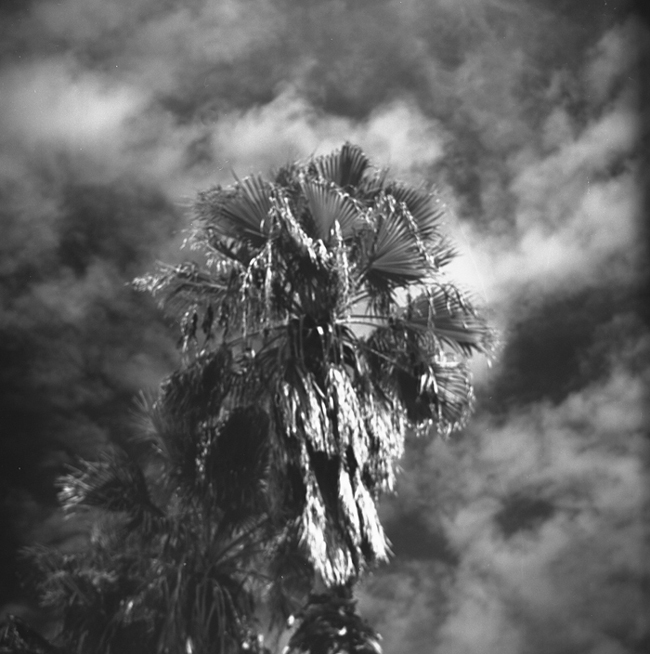 Palm in the Clouds