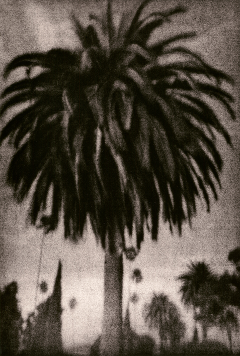 Palm Tree