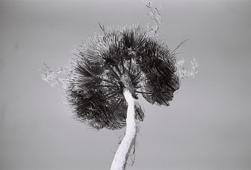 Palm Tree