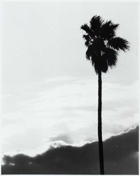 Palm Tree