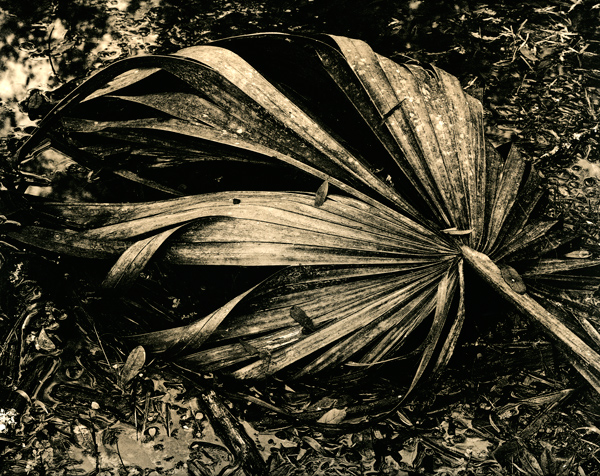 Palm