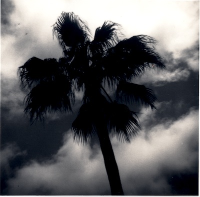 Palm