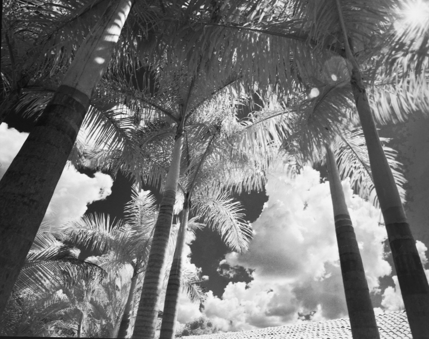 Palms 2