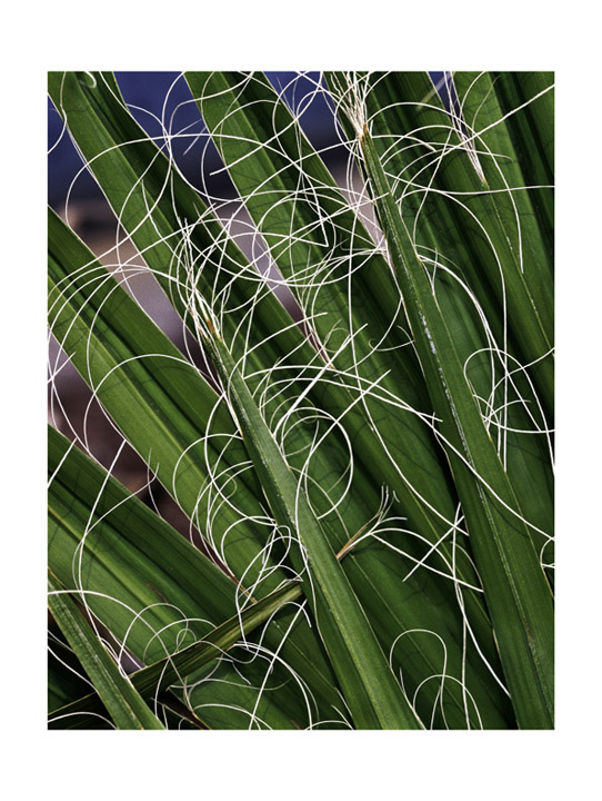 Palms and threads part 2