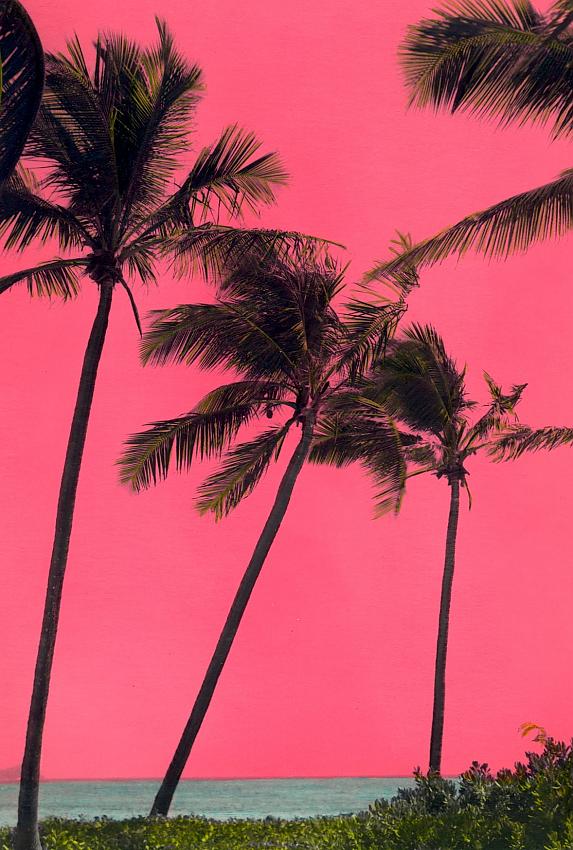 Palms with pink sky (hand-colored)