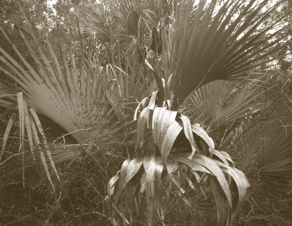 Palms