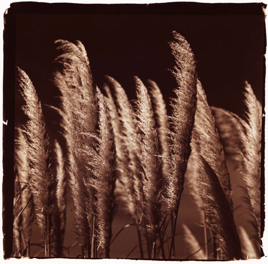 Pampass grass #4