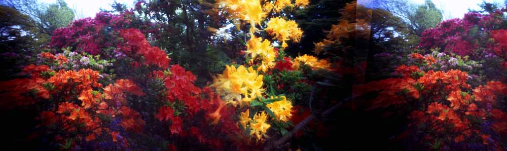 Pana-flowers