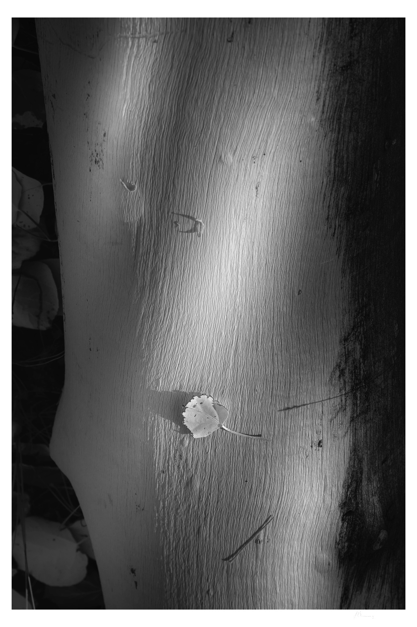 Pando Bone-Part of The Pando Collection