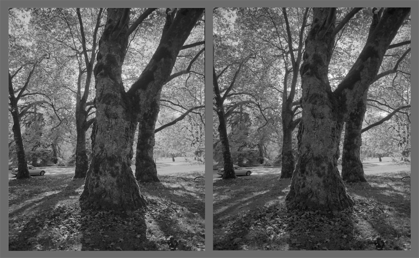 PanF & Delta100 Comparison