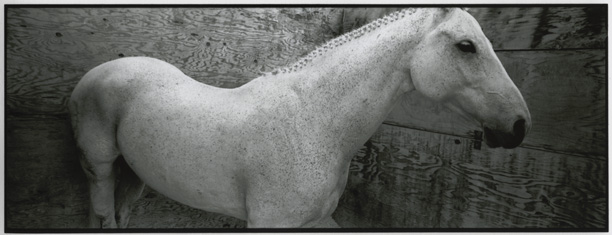 pano horse