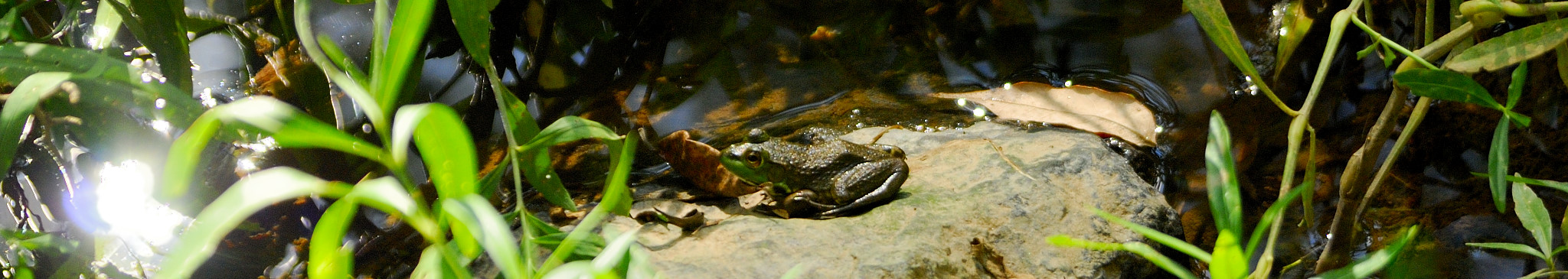Panofrog