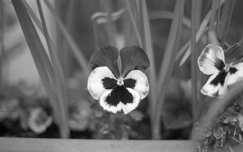 Pansy In Window Box